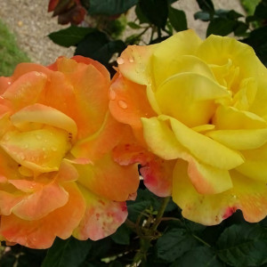 Саженцы Роза плетистая Найт Лайт