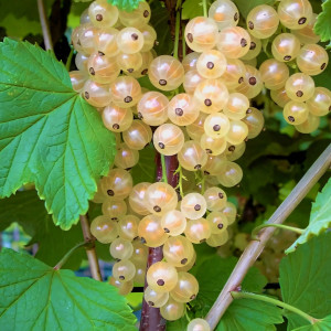 Саженцы Смородина белая Белая фея