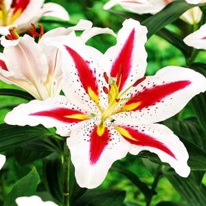  Лилия восточная Big Smile (Биг Смайл)