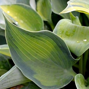 Саженцы Хоста Punky (Панки) М