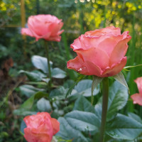 Саженцы Роза чайно-гибридная Кахала