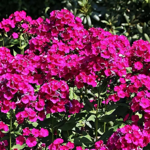 Саженцы Флокс метельчатый Raving Beauty (Рейвинг Бьюти)