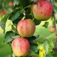 Саженцы Яблоня Летнее Полосатое