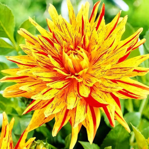 Саженцы Георгина бахромчатая Winesome (Вайнсом)