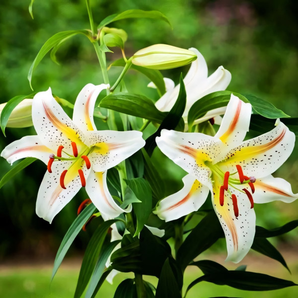 Луковицы  Лилия восточная Garden Party (Гарден Пати) (3шт.)