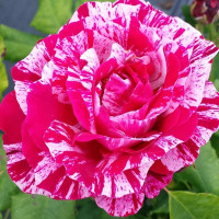 Саженцы Роза парковая Фердинанд Пичард