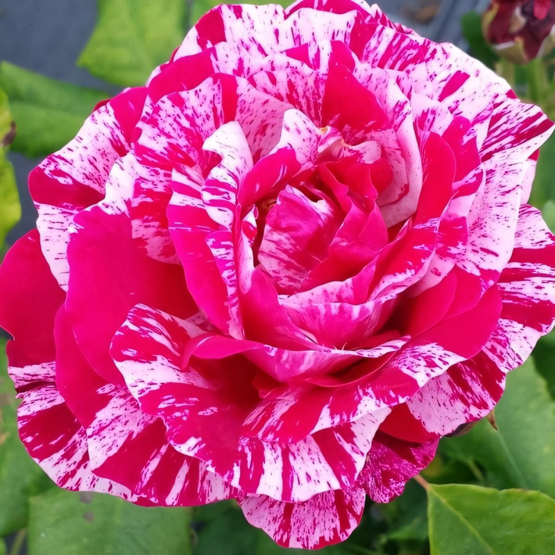 Саженцы Роза парковая Фердинанд Пичард