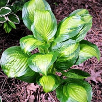 Саженцы Хоста Adorable (Адорабл) М