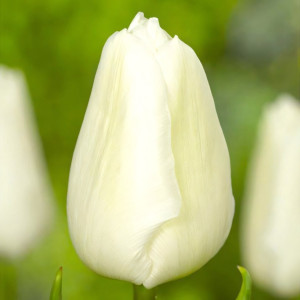 Тюльпан Вайт Принц (в упаковке - 3шт.)
