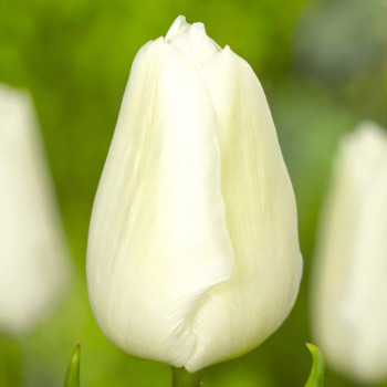 Тюльпан Вайт Принц (в упаковке - 3шт.)