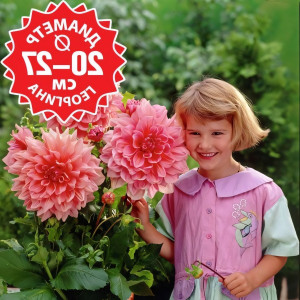 Саженцы Георгина Otto's Thrill