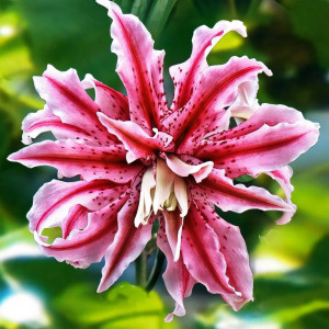  Лилия восточная Magic Star (Мэджик Стар)