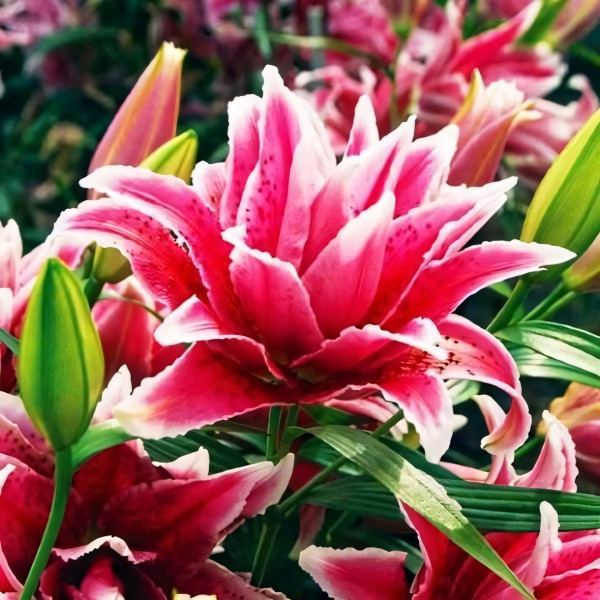 Луковицы  Лилия махровая восточная Roselily Thalita (Розели Талита) (3шт.)