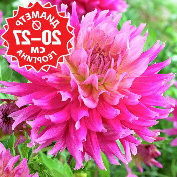 Саженцы Георгина Hy Enid