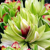 Луковицы  Лилия азиатская Mystery Dream (Мистери Дрим) (3шт.)