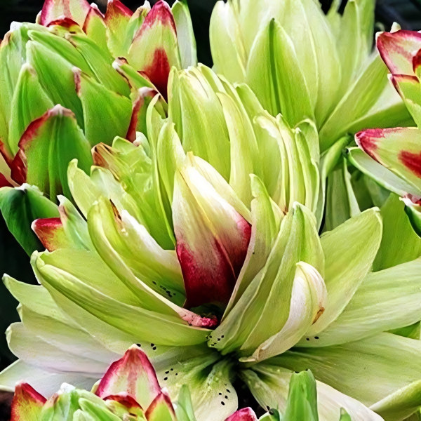 Луковицы  Лилия азиатская Mystery Dream (Мистери Дрим) (3шт.)