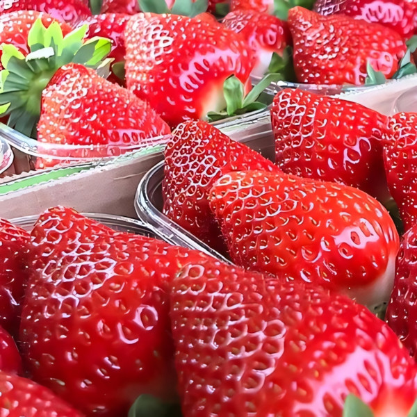 Клубника ремонтантная (крупноплодная) Мальга 5 шт. в упаковке