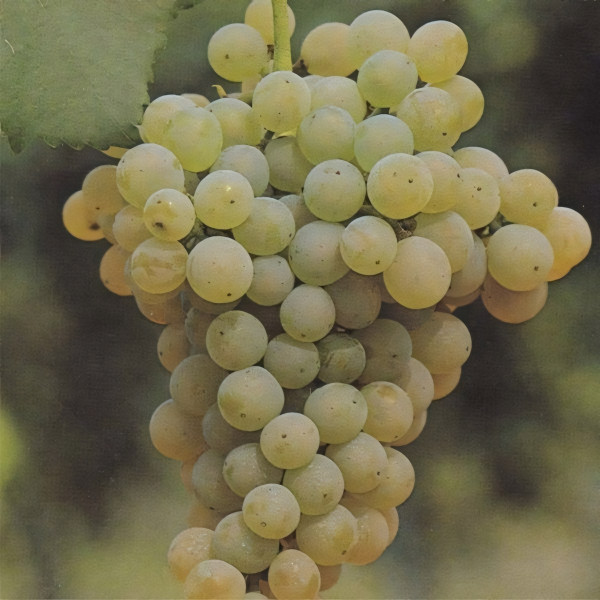 Саженцы Виноград Ритон