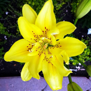  Лилия азиатская Fata Morgana (Фата Моргана)