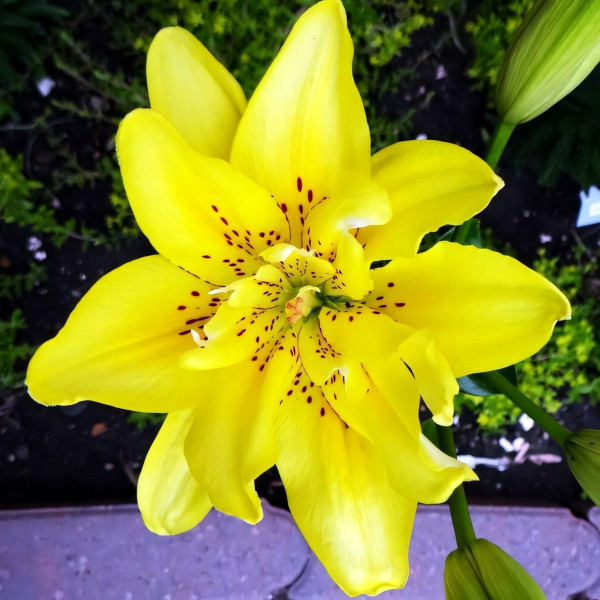 Луковицы  Лилия азиатская Fata Morgana (Фата Моргана) (3шт.)