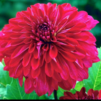 Саженцы Георгина Myth