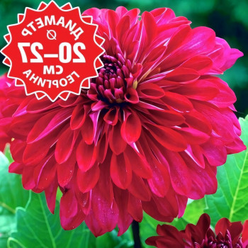 Саженцы Георгина Myth