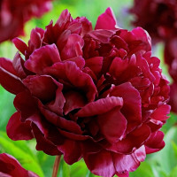 Саженцы Пион Armani (Армани)