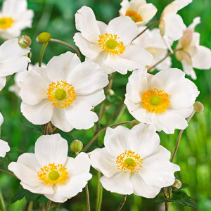 Анемона гибридная Онорин Жобер