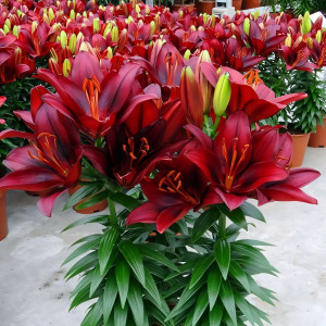  Лилия азиатская Tiny Rocket (Тайни Рокет)