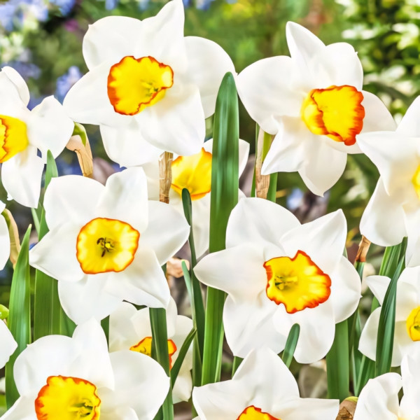 Луковицы Нарцисс мелкокорончатый Гуз Грин (в упаковке - 3шт.)