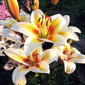  Лилия биколор азиатская Tinos (Тинос)