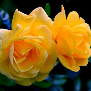 Саженцы Роза флорибунда Чайнатаун