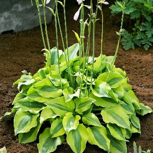 Саженцы Хоста Luna Moth (Луна Мот) М