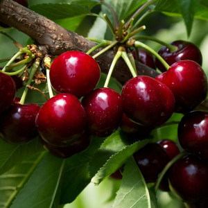 Саженцы Черешня Наполеон красная