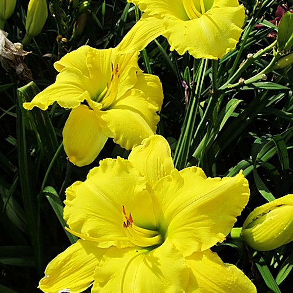 Саженцы Лилейник Andrew Christian (Андре Кристиан)