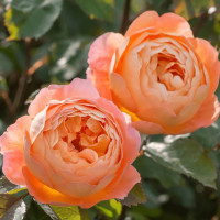 Саженцы Роза английская Леди Эмма Гамильтон