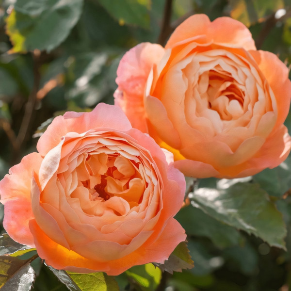 Саженцы Роза английская Леди Эмма Гамильтон