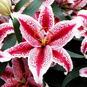  Лилия восточная Tigerwoods (Тайгервудс)