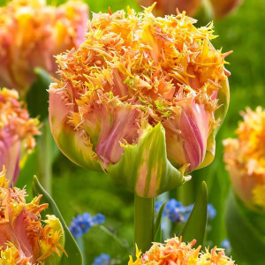 Тюльпан бахромчатый Эсприт (в упаковке - 3шт.)