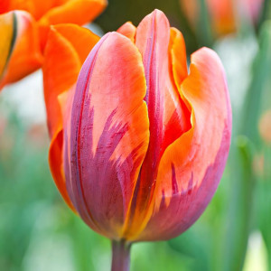 Тюльпан махровый Оранж Принцесс (в упаковке - 3шт.)