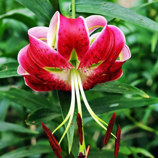 Луковицы  Лилия Speciosum Rubrum (Сп. Рубрум) (3шт.)