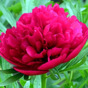 Саженцы Пион Rubra Plena (Рубра Плена)