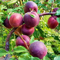 Саженцы Абрикос Черный Принц