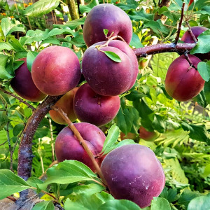 Саженцы Абрикос Черный Принц