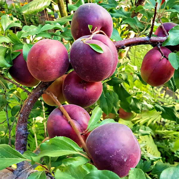 Саженцы Абрикос Черный Принц