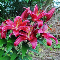 Луковицы  Лилия восточная Black Belt (Блэк Белт) (3шт.)