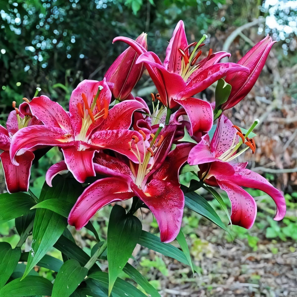 Луковицы  Лилия восточная Black Belt (Блэк Белт) (3шт.)