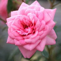 Саженцы Роза спрей Шугар Беби