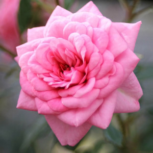 Саженцы Роза спрей Шугар Беби