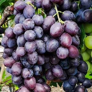 Саженцы Виноград Брависсимо